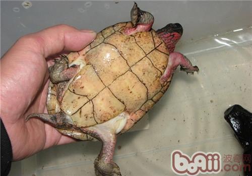 擬眼斑水龜