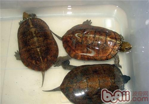 擬眼斑水龜