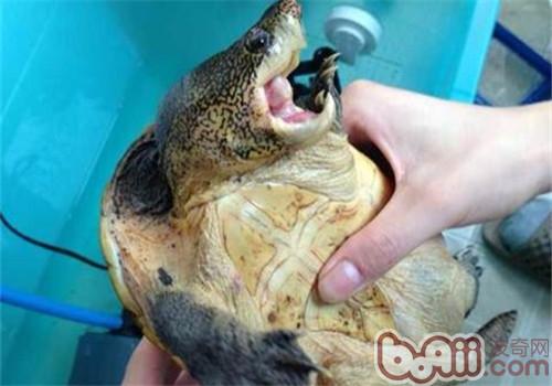 巨型麝香龜