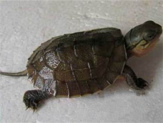 艾氏擬水龜
