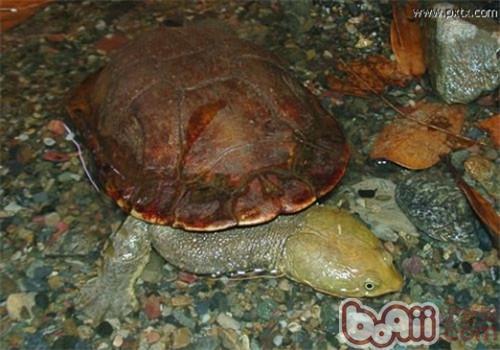 巴西蛇頸龜