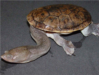 長身蛇頸龜