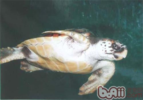 太平洋蠵龜