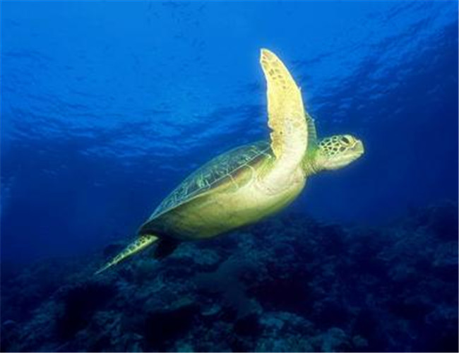 太平洋蠵龜