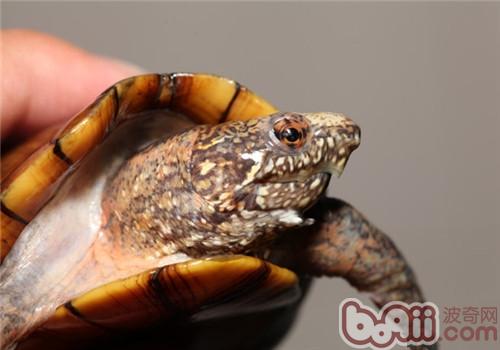 斑紋泥龜