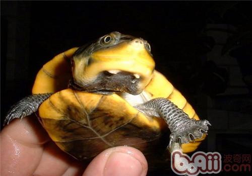 亞馬遜泥龜