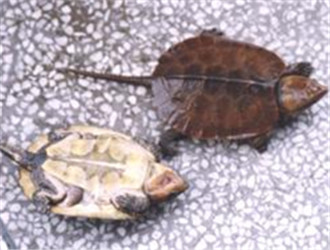 緬甸平胸龜