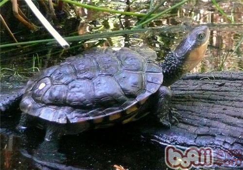 澳洲短頸龜