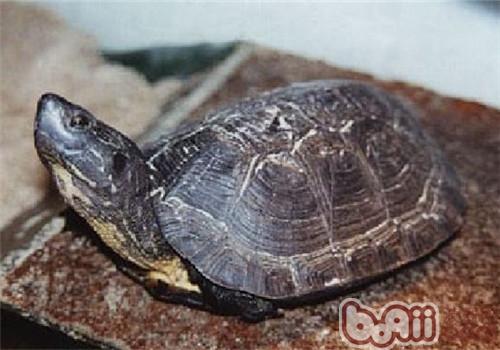 哥倫比亞泥龜