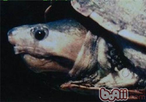 哥倫比亞泥龜