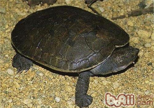 澳北盔甲龜