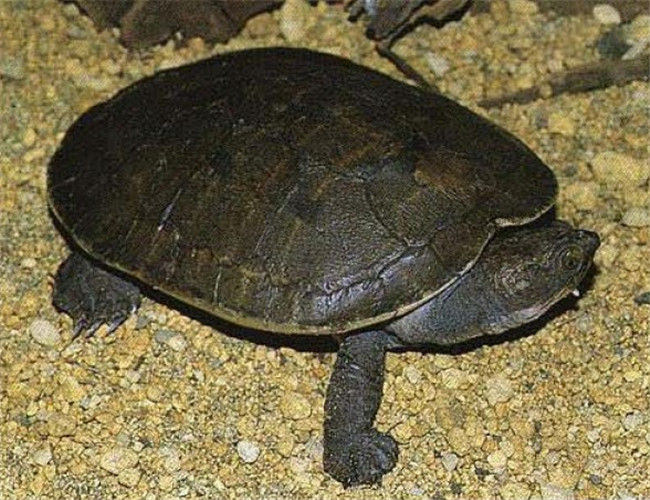 澳北盔甲龜