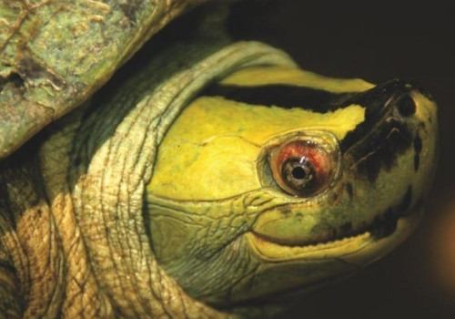 巴達庫爾龜