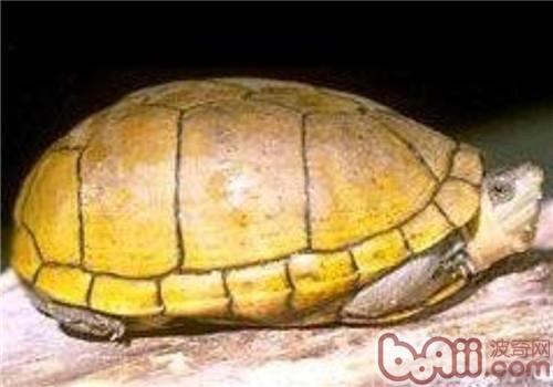 阿拉莫泥龜