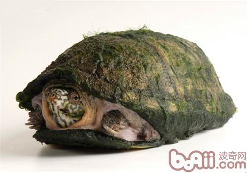 阿拉莫泥龜