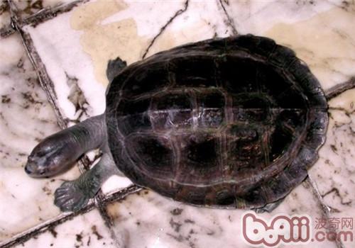 緬甸巨型稜背龜