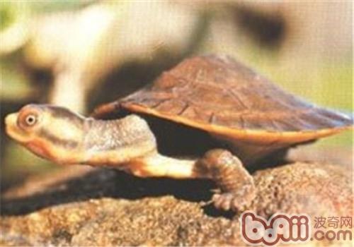 澳洲大頭曲頸龜