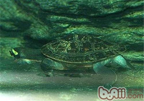 澳洲大頭曲頸龜