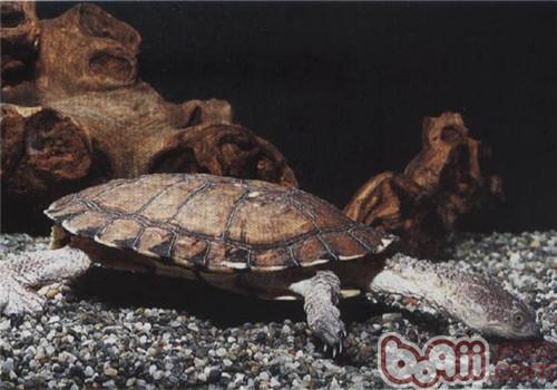 刺股蛇頸龜