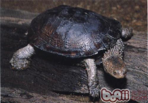 刺股蛇頸龜