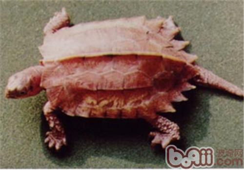 楓葉龜