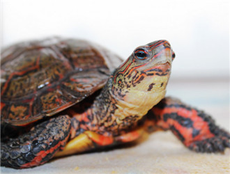 洪都拉斯木紋龜