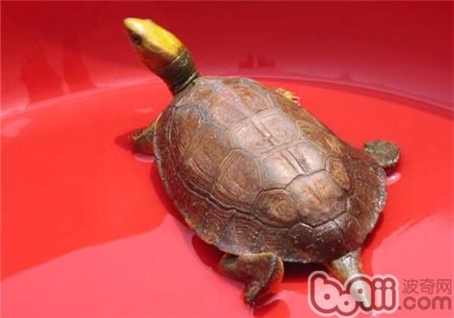 金頭閉殼龜