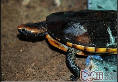 紅頭蛇頸龜