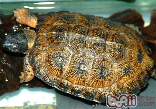 木雕水龜