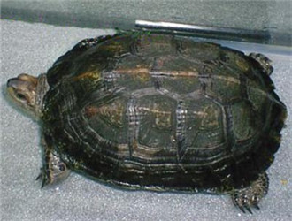 緬甸黑山龜