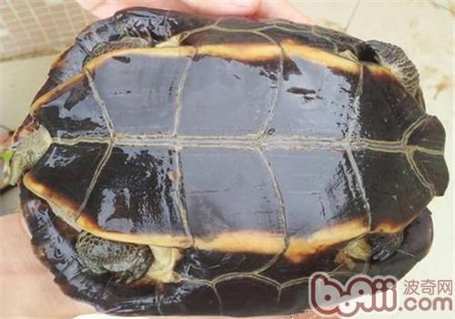 緬甸黑山龜