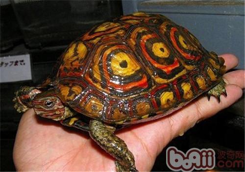 哥斯達黎加木紋龜