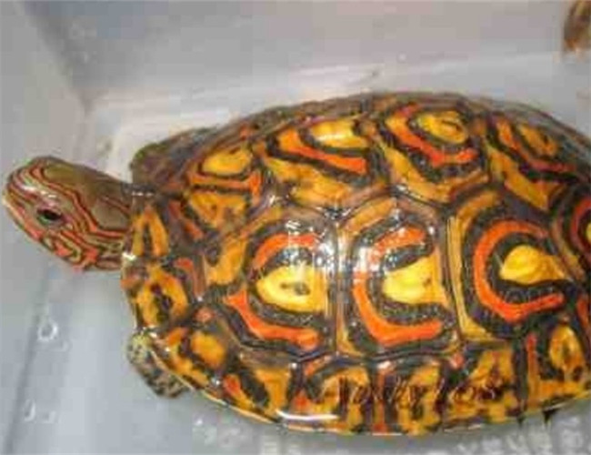 哥斯達黎加木紋龜