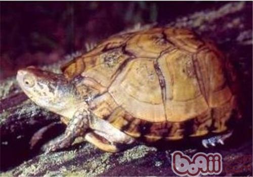 沼澤箱龜