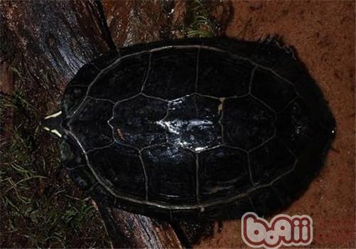 哥倫比亞木紋龜