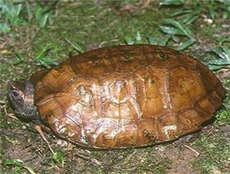 馬來果龜