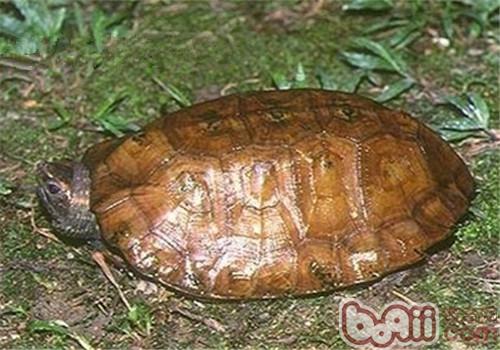 馬來果龜