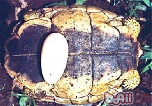 犁溝木紋龜
