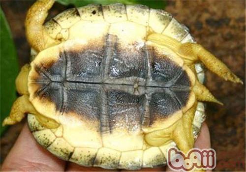 犁溝木紋龜