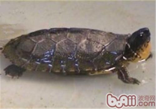 黑木紋龜