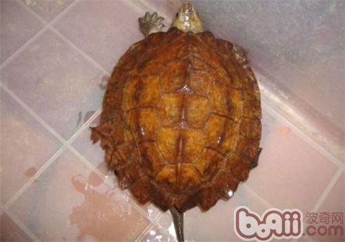 蘇拉威西白頭龜