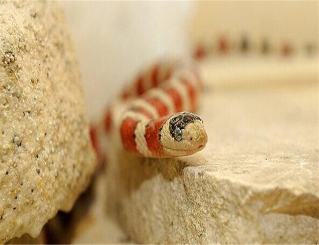 山王蛇