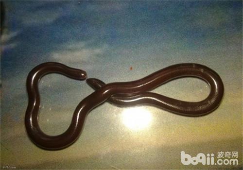 鉤盲蛇