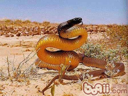 澳洲金剛蛇