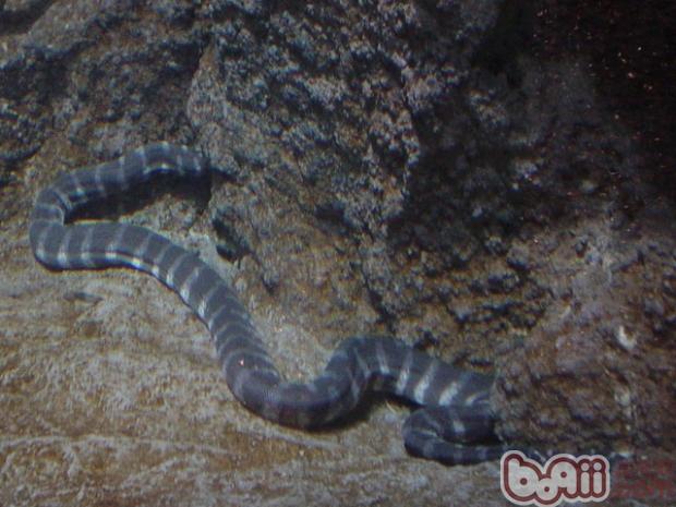 艾基特林海蛇