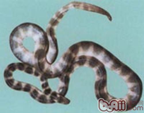 艾基特林海蛇