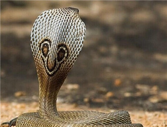 印度眼鏡蛇