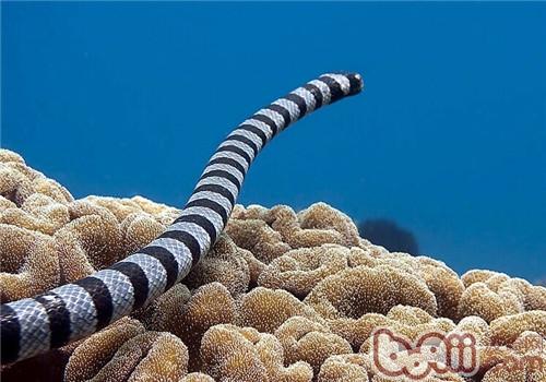灰藍扁尾海蛇