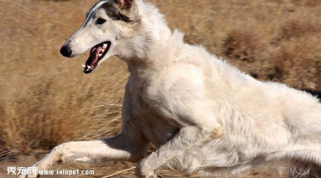 俄羅斯獵狼犬圖片欣賞3