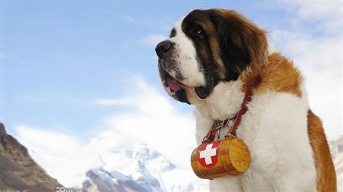 雪山中的守護神——聖伯納犬